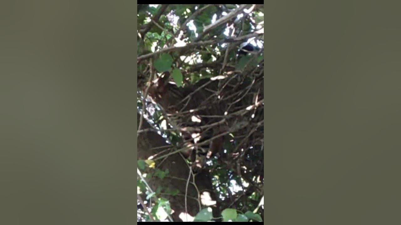 Cat climbing down a tree YouTube