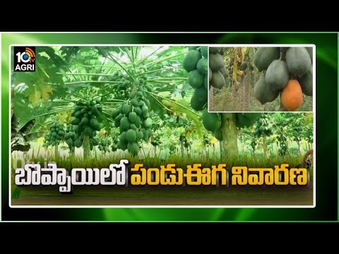 బొప్పాయిలో పండు ఈగ నివార‌ణ‌ | Prevention of Fruit Fly In Papaya | 10TV Agri | Matti Manishi