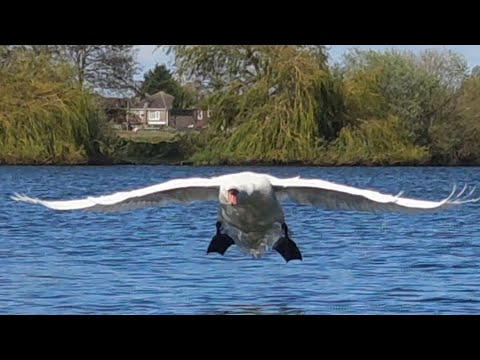 Mute Swan Cob