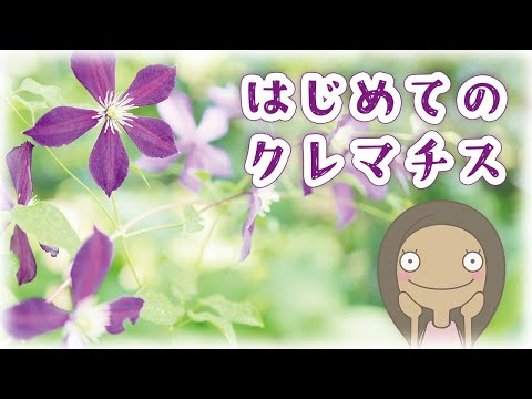 クレマチスです Clematis ｜クレマチス – GcmRanch
