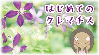 クレマチスです クレマチスの系統説明