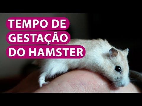 Vídeo: Quanto Tempo Dura A Gravidez De Hamsters?