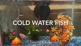 New Aquarium (Fish Tank) by David Morgan 15 views 3 years ago 39 seconds