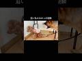 これもナズナの訓練。 #doglibre #ドッグトレーニング #犬のしつけ #プードル #噛み癖