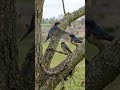 Swallows Clean a Tree and Build a Mud Nest 🌿🐦