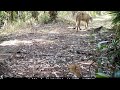 Mark&#39;s Cams. Male Florida Panther marking his territory.