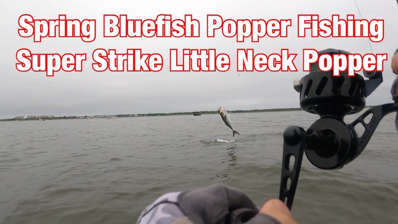 Spring Bluefish Popper Fishing - Super Strike Little Neck Popper - Part 1  of 3 