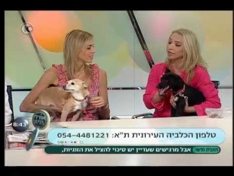 וִידֵאוֹ: 11 עובדות על פרעושים