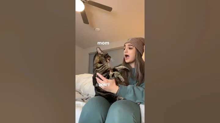 Teach Cat Discipline | #shorts