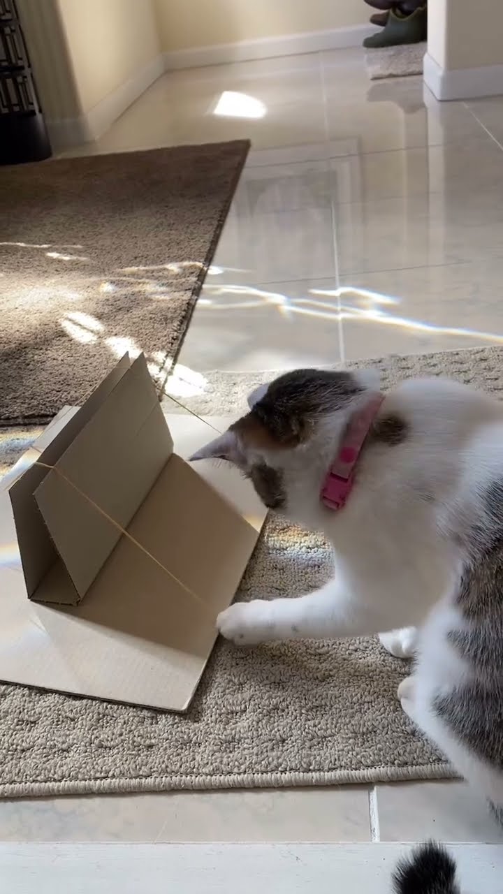 c magnifique vidéo chat