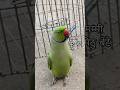 Mummy Mitthu bete 🌿🦜💚 #parrot #funny #funnyanimal #ringneckparrot #talkingparrot