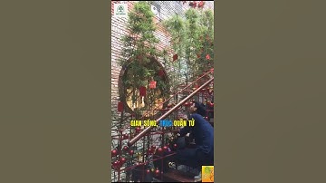 Trúc Quân Tử vừa tạo cảnh quan, vừa giúp lọc không khí và mang lại ý nghĩa tài lộc, bình an