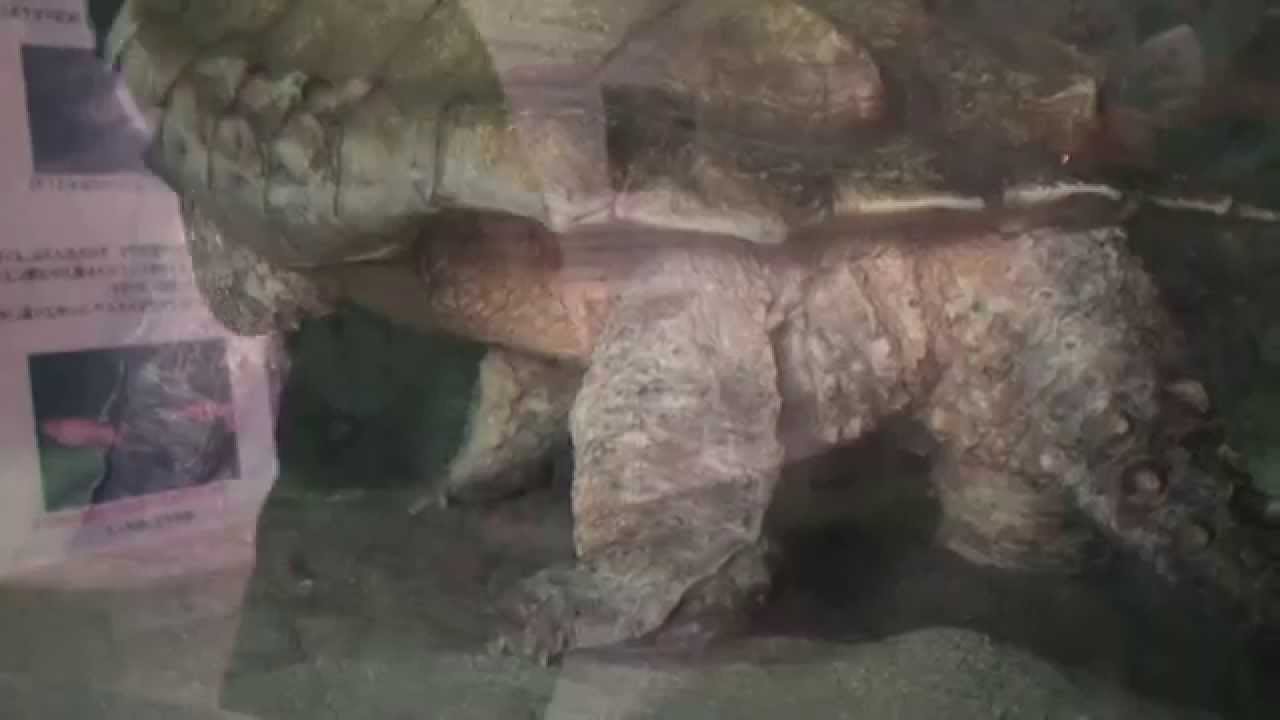 Alligator Snapping Turtle Oxward Movie Dictionary 