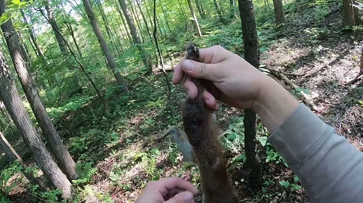 opening day of PA squirrel season 2024 I GOT A BLACK SQUIRREL. #squirrelhunting #squirrels #hunting