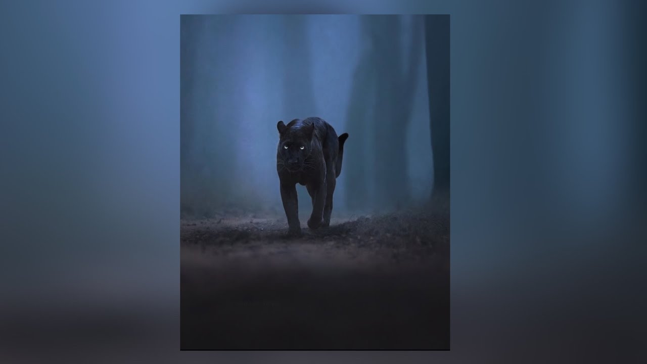 The Black Panther - Magic