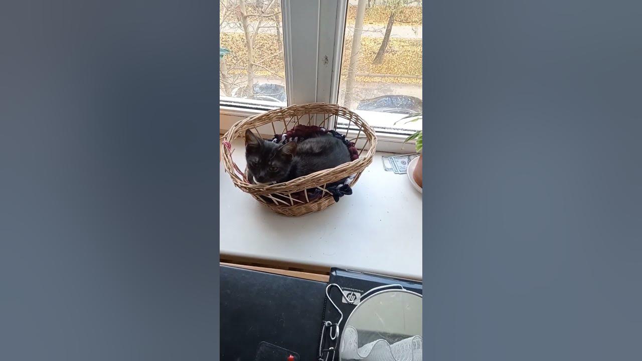 Кот передай привет - YouTube