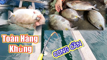 câu cá dìa trên bè | toàn hàng khủng
