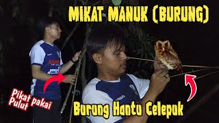 MIKAT BURUNG HANTU CELEPUK‼️Pasang Pulut