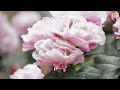 Portland Rose Garden Chinese