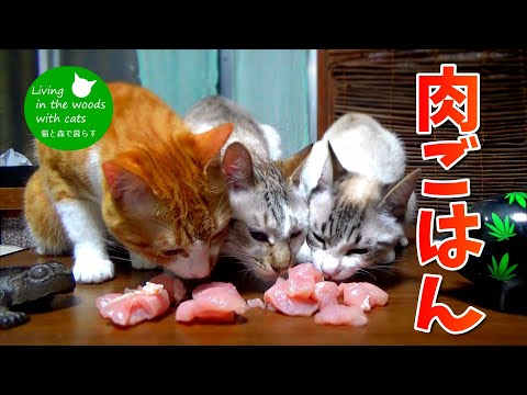 【猫ごはん】はじめて生肉を食べる猫【見る咀嚼音】
