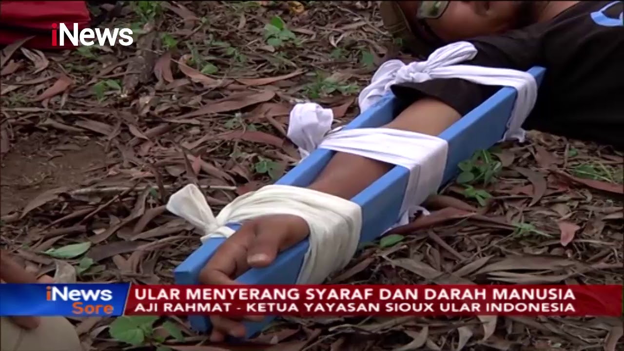 Pertolongan Pertama Saat Digigit Ular Berbisa, Bagian Tubuh Tak Boleh Diikat - iNews Sore 10/12