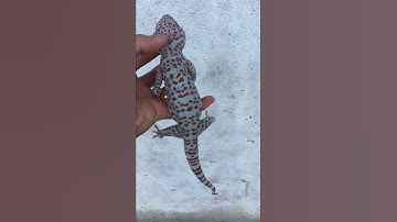 Bán tắc kè hoa đẹp , 0913398911