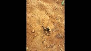 Battle for life to live dragon fly vs hornet wasp