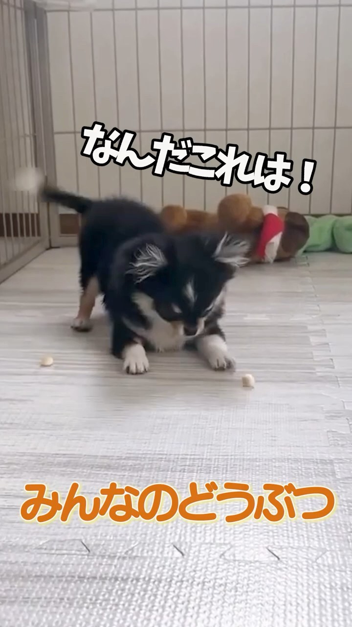 めざましmediaみんなのどうぶつ #チワワ #犬 #shorts - YouTube