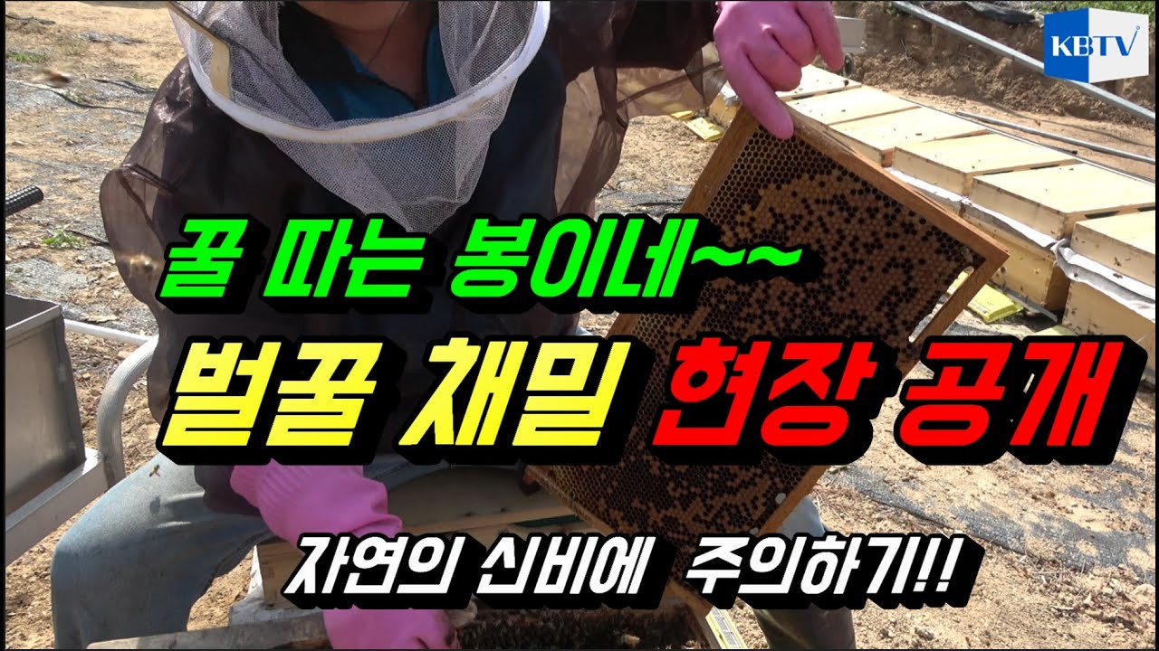 '꿀따는 봉이'  아카시아꿀 채밀현장 공개(신기한 꿀벌의 세계에 주의)