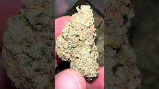 Post harvest. Going over the strains grown and how they turned out