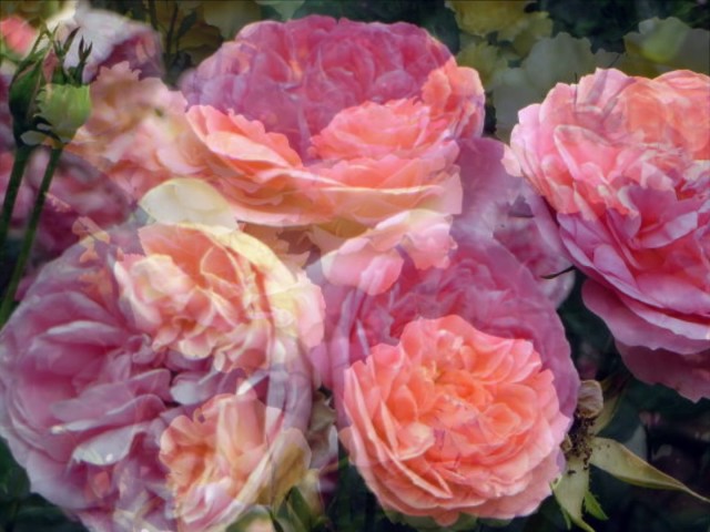 自主制作　フィルハーモニア・フンガリカ　バルシャイ、メニューイン　シューベルト 自主制作 フィルハーモニア・フンガリカ バルシャイ、メニュー