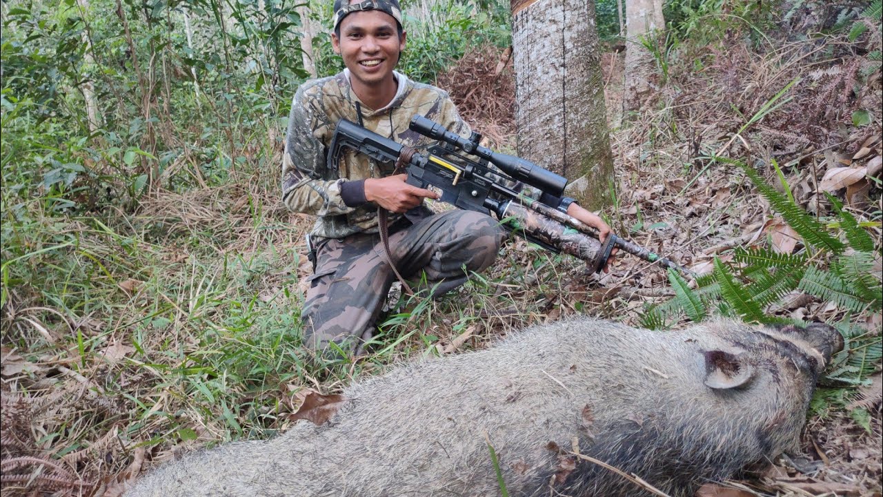 AKHIRNYA BABI HUTAN GANAS DI KEBUN PETANI ROBOH