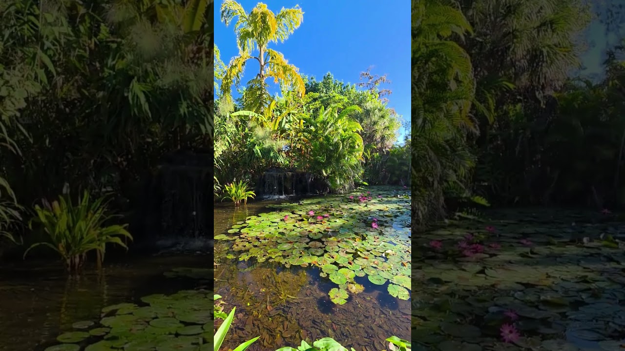 🦩💧Flamingo Lagoon & Waterfall at Everglades Wonder Gardens | Bonita Springs, Florida | 2026🌿🌺