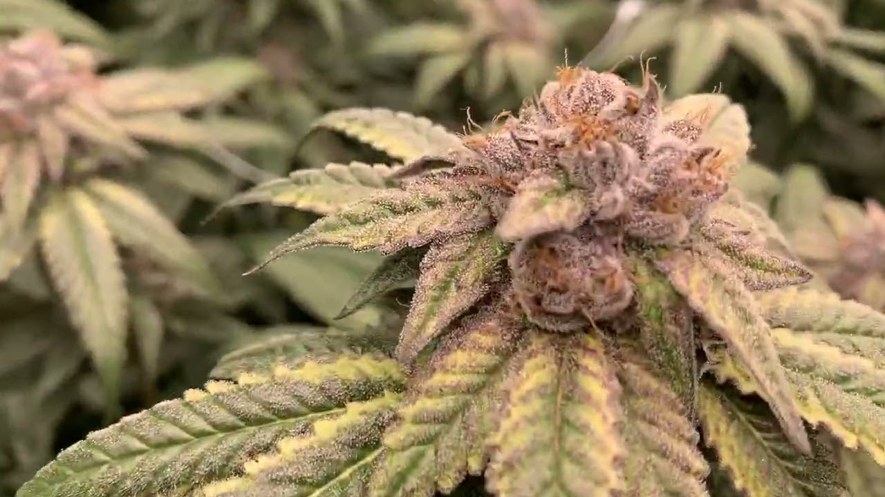 👀 day 49 of flower check it out 👀