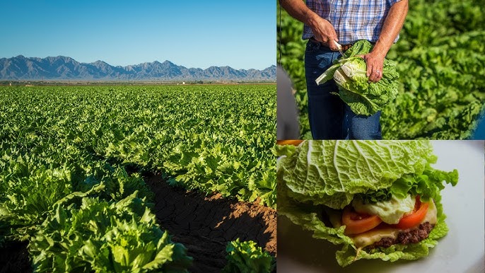 5 Ways To The Fascinating Journey Of Lettuce Farming 2024
