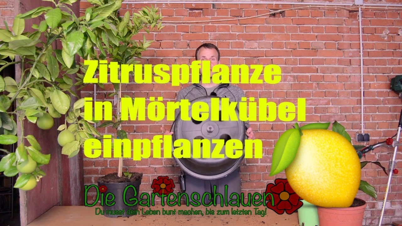 Zitrusbaum umtopfen: Wie groß darf der neue Kübel wirklich sein?