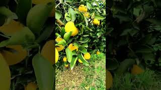 Beautiful Orange Garden And Greenery In Punjab 7 #orange #youtubeshorts #shortsvideo #shorts