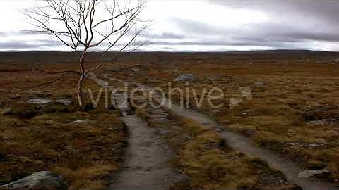 Looping Dry Tree | Motion Graphics - Envato elements