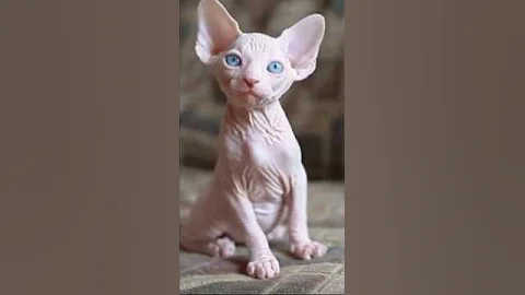 Video 8398501: sphynx hairless cat, canadian sphynx cat, cat pets