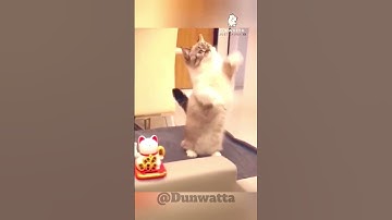 Copy Cat Part 2 | Funny Cat Copying Everything #cats #funnyanimals  #funny #funnycats @Dunwatta