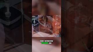 Basement Break in  Staged Crime Scene or Real Burglary Details