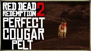 HOW TO GET A PERFECT COUGAR PELT - RED DEAD REDEMPTION 2 PRISTINE COUGAR HUNT YouTube