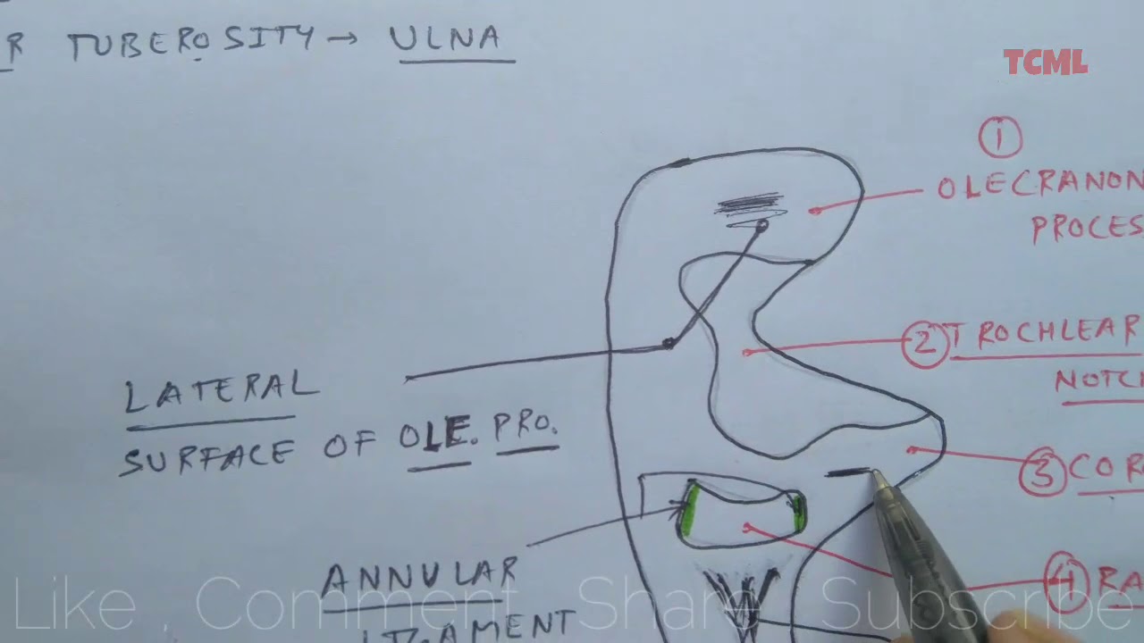 Ulna bone - 3, Upper end - YouTube