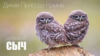 Дикая природа Крыма. Домовые сычи / Little owl. Дикая природа Крыма. Домовые сычи / Little owl.