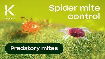 Spider Mite Control with Predatory Mites (Phytoseiulus persimilis)