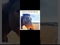 Horse Is Not Horsing Funny New Horses Beautful Song Shorts Short