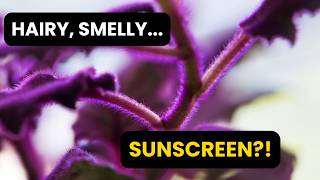 Hairy Leaves, Stinky Flowers, Makes Its Own Sunscreen…What Is It? screenshot 2