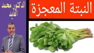 الدكتور محمد الفايد الجرجير المغربي النبتة المعجزة الرجلة اسرارها ومنافعها