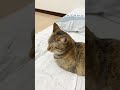 猫パンチ炸裂 #猫 #cat