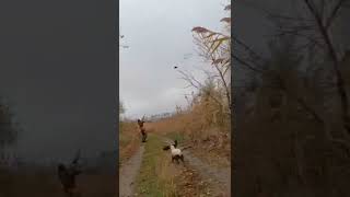 Охота на фазана: королевский выстрел